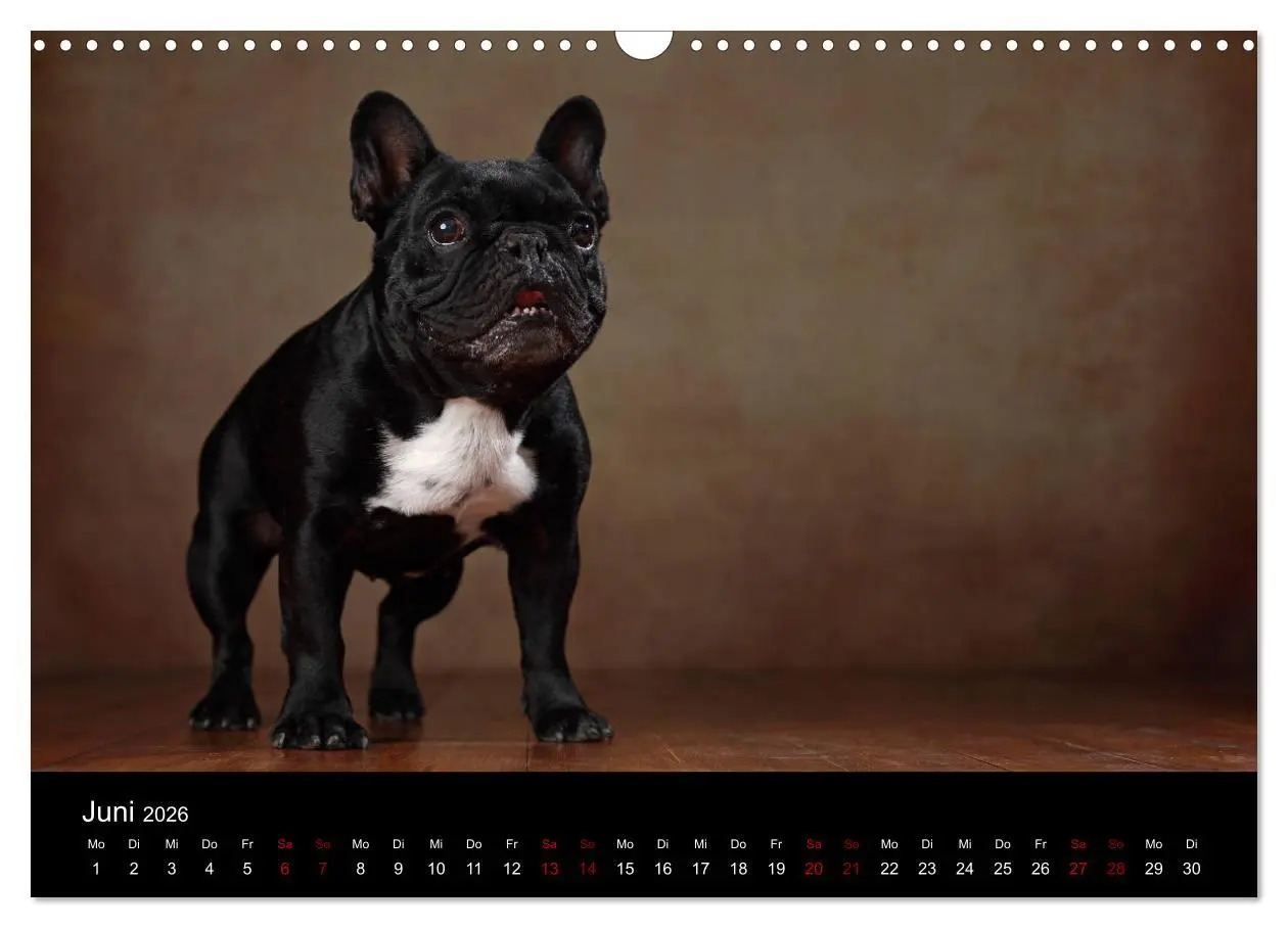 Bild: 9783457897041 | Charme auf vier Pfoten - Französische Bulldoggen Portraits...