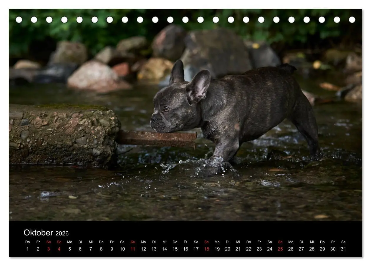 Bild: 9783457717141 | French Bulldog aktiv, verspielt, sportlich (Tischkalender 2026 DIN...