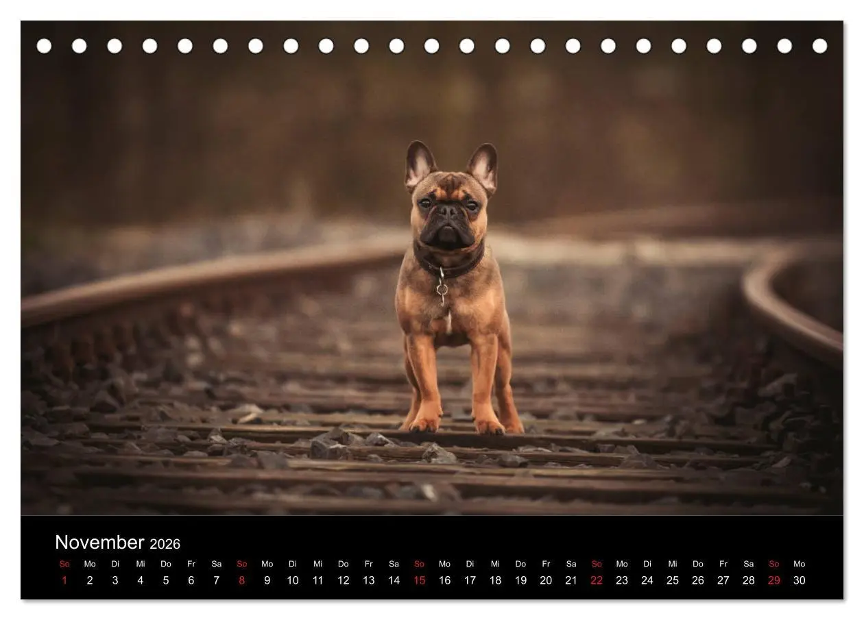 Bild: 9783457717141 | French Bulldog aktiv, verspielt, sportlich (Tischkalender 2026 DIN...
