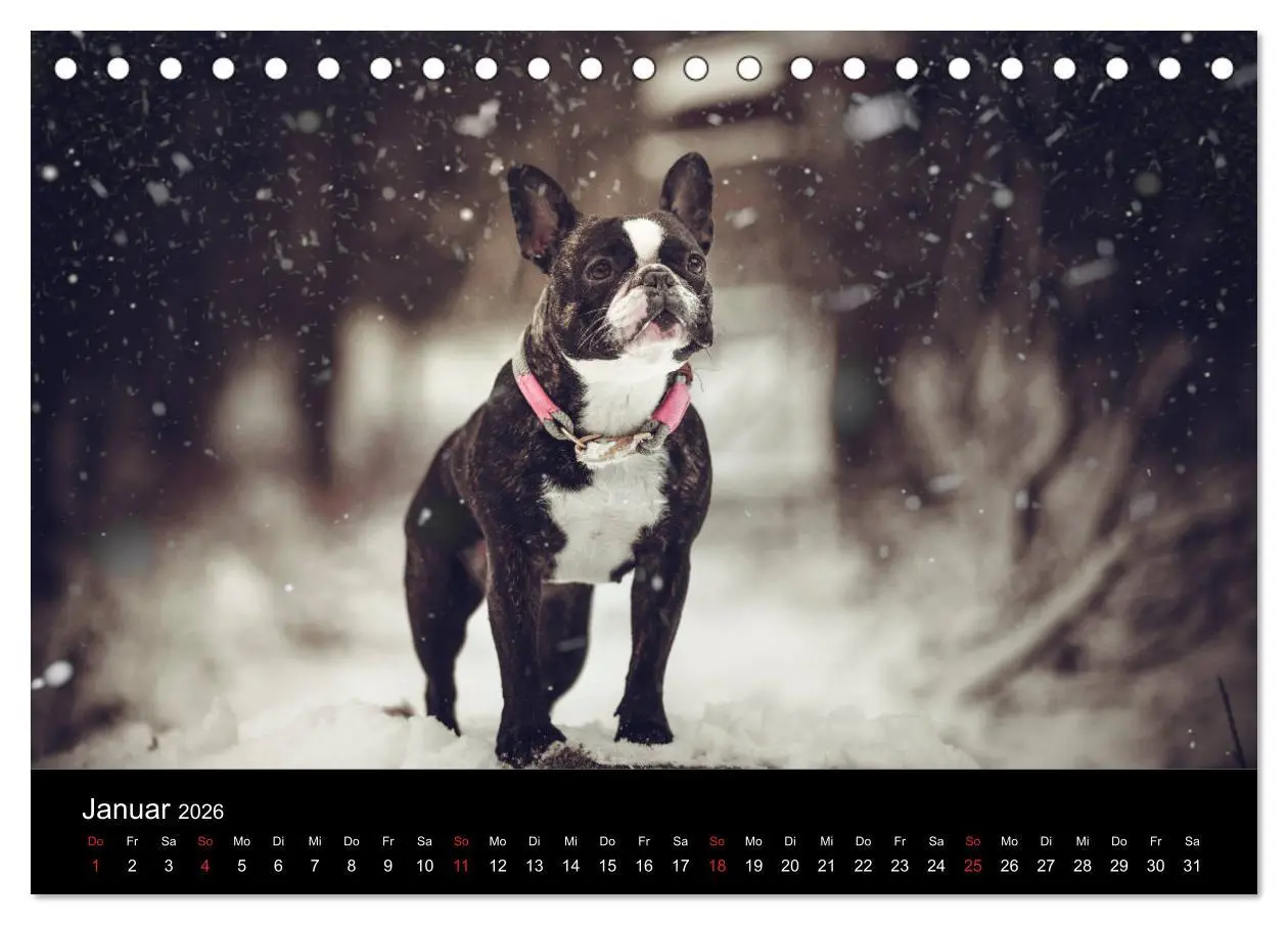 Bild: 9783457717141 | French Bulldog aktiv, verspielt, sportlich (Tischkalender 2026 DIN...