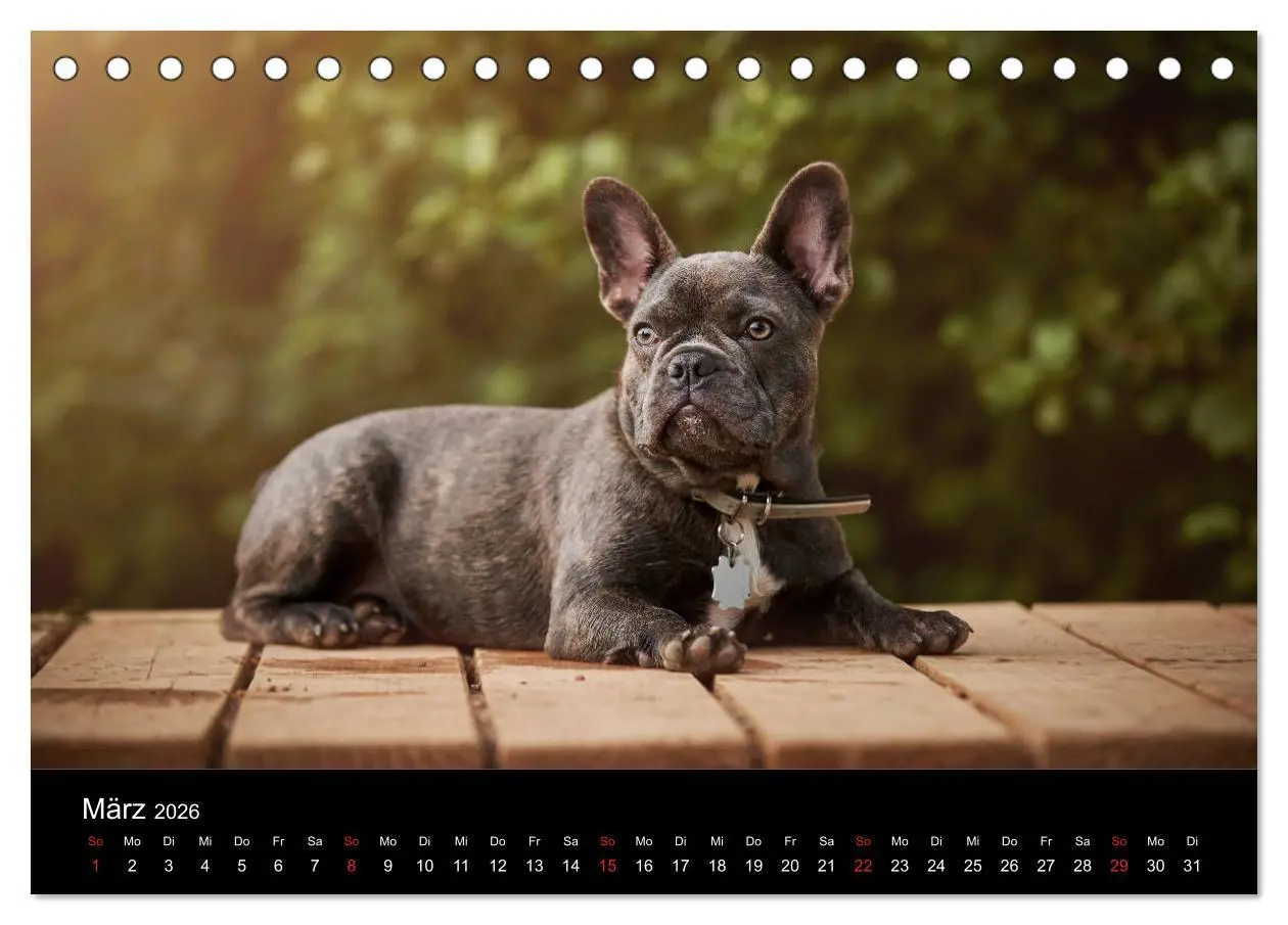 Bild: 9783457717141 | French Bulldog aktiv, verspielt, sportlich (Tischkalender 2026 DIN...