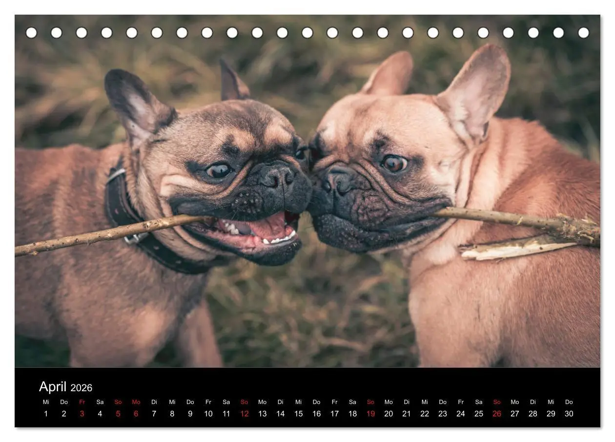 Bild: 9783457717141 | French Bulldog aktiv, verspielt, sportlich (Tischkalender 2026 DIN...