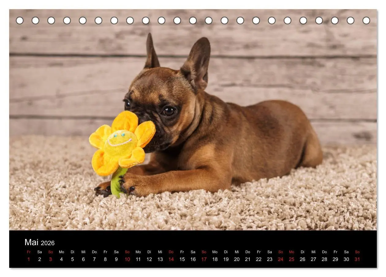 Bild: 9783457717141 | French Bulldog aktiv, verspielt, sportlich (Tischkalender 2026 DIN...