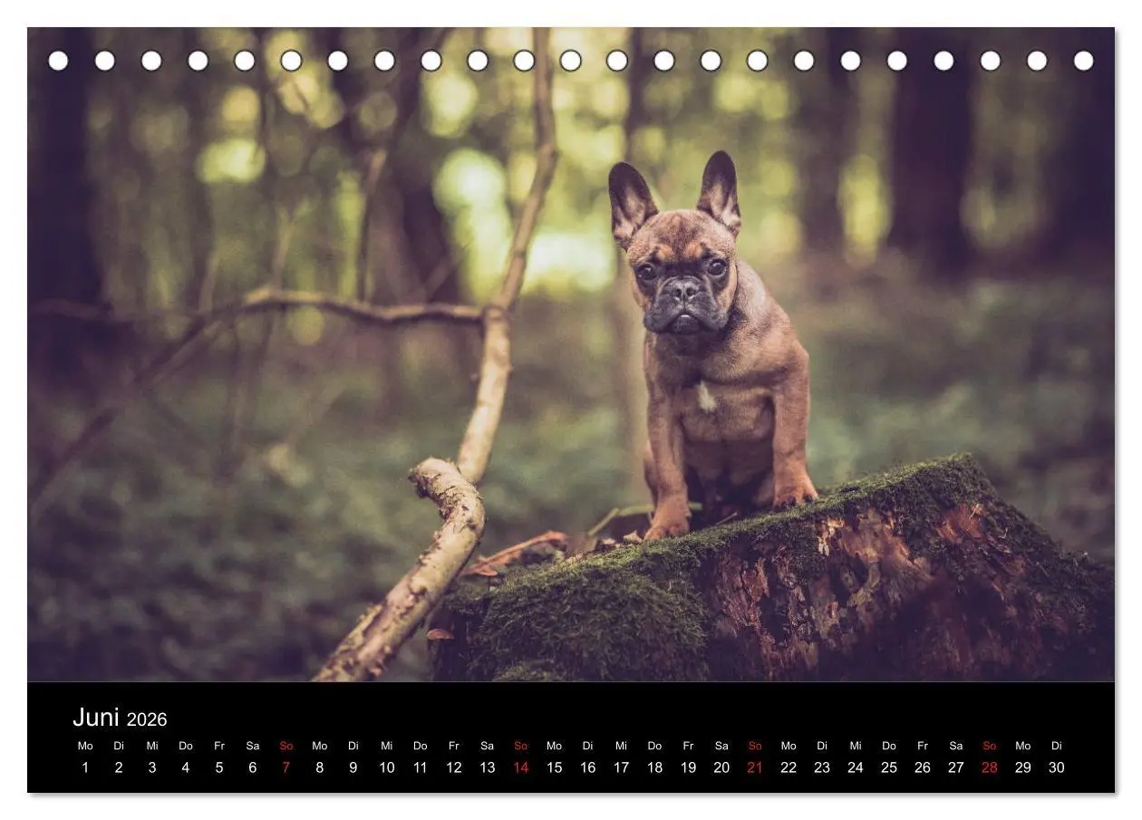 Bild: 9783457717141 | French Bulldog aktiv, verspielt, sportlich (Tischkalender 2026 DIN...