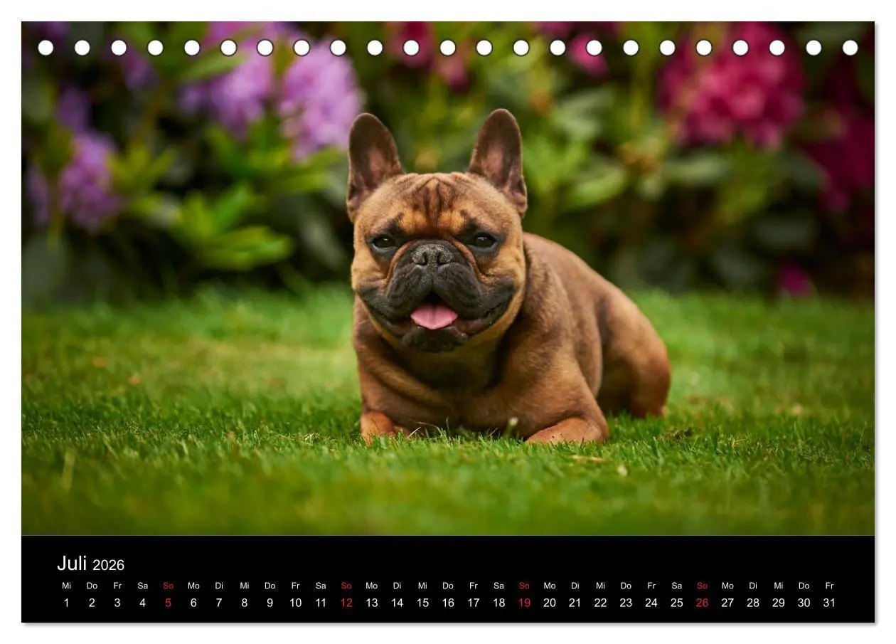 Bild: 9783457717141 | French Bulldog aktiv, verspielt, sportlich (Tischkalender 2026 DIN...