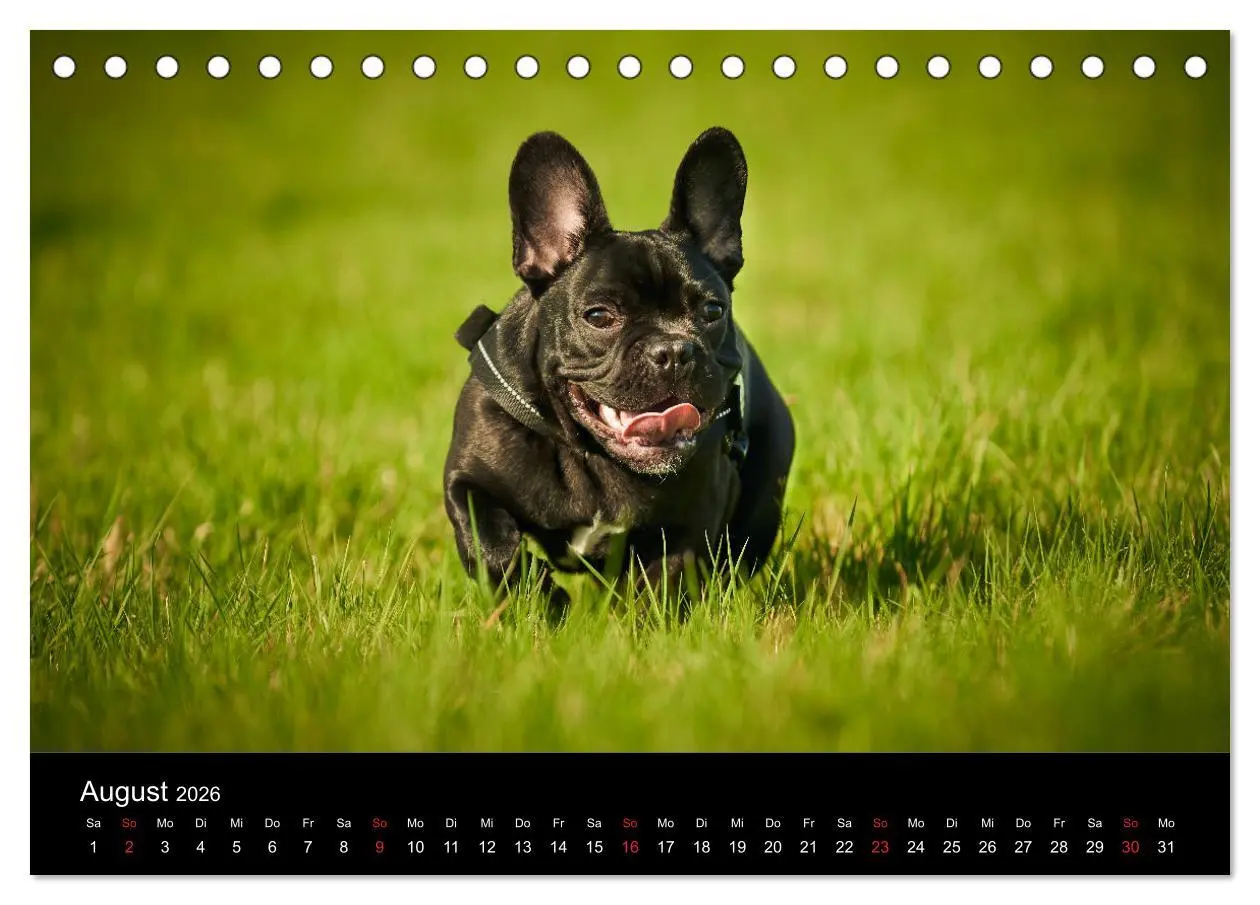Bild: 9783457717141 | French Bulldog aktiv, verspielt, sportlich (Tischkalender 2026 DIN...