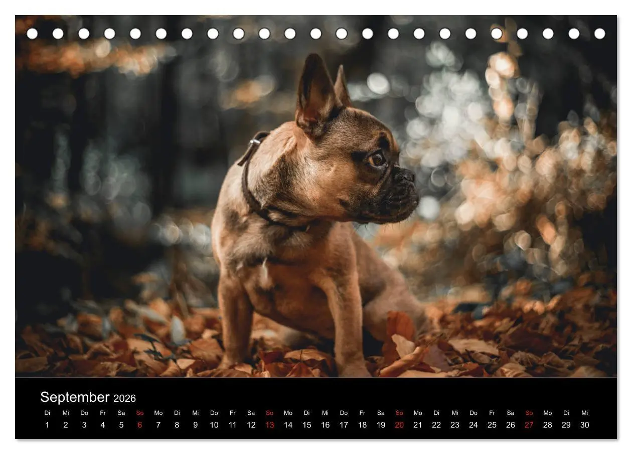Bild: 9783457717141 | French Bulldog aktiv, verspielt, sportlich (Tischkalender 2026 DIN...