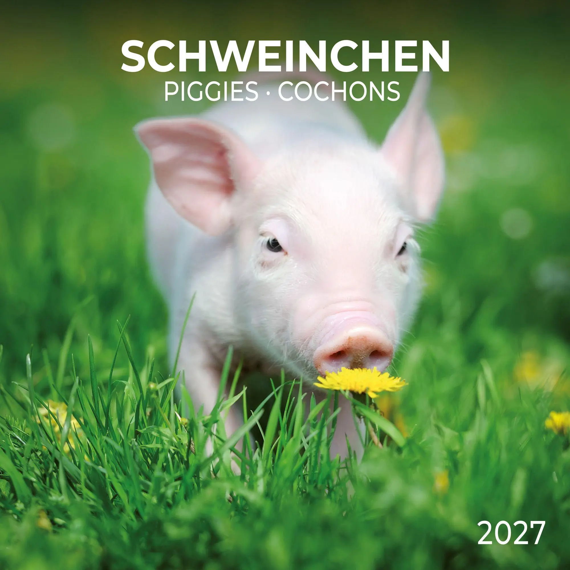 Cover: 9783959297141 | Schweinchen / Piggies 2027 | Kalender 2027 | Kalender | 28 S. | 2027