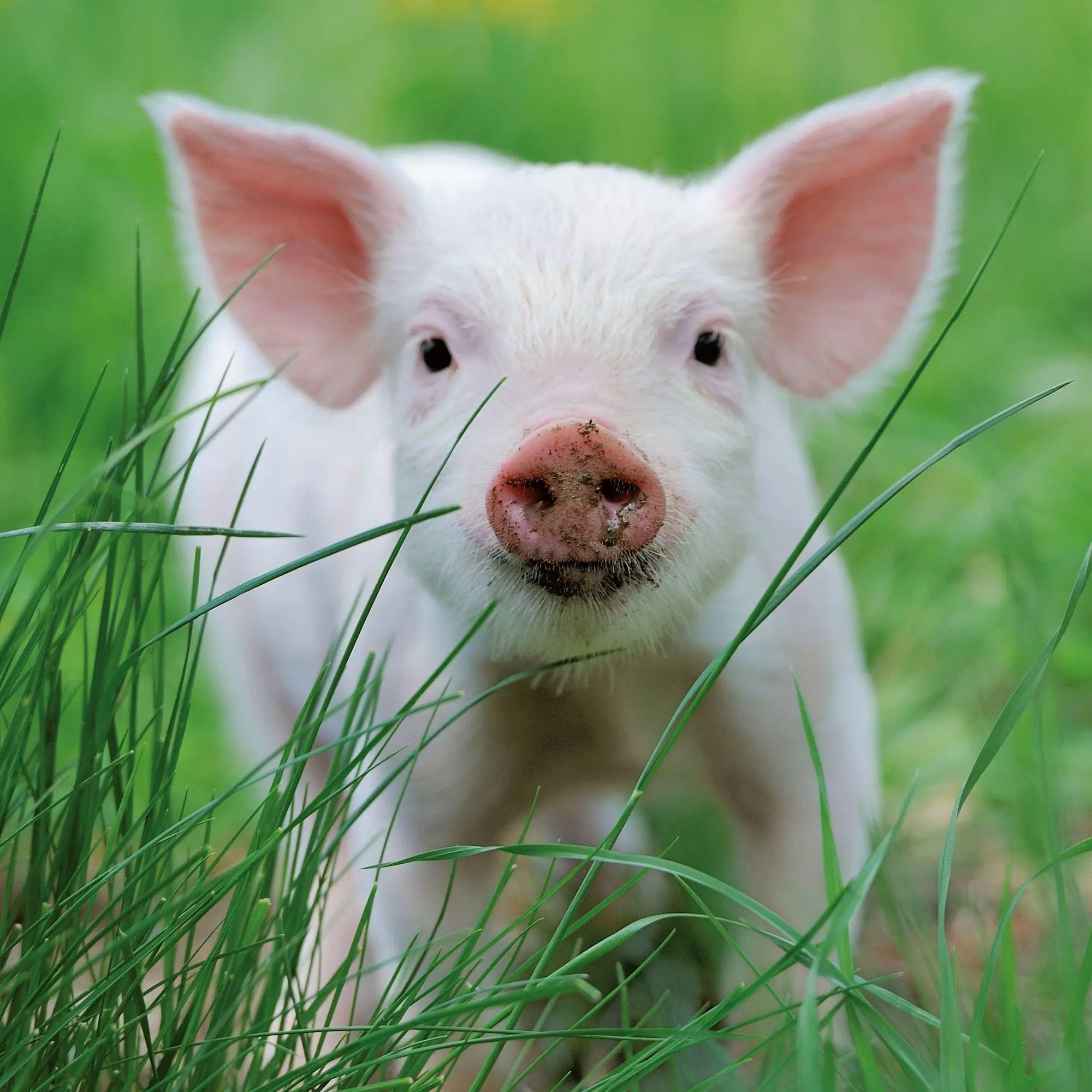 Bild: 9783959297141 | Schweinchen / Piggies 2027 | Kalender 2027 | Kalender | 28 S. | 2027