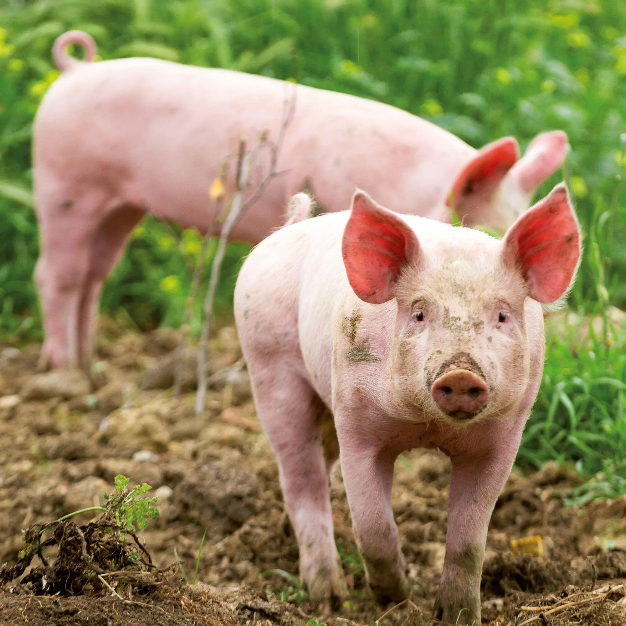 Bild: 9783959297141 | Schweinchen / Piggies 2027 | Kalender 2027 | Kalender | 28 S. | 2027