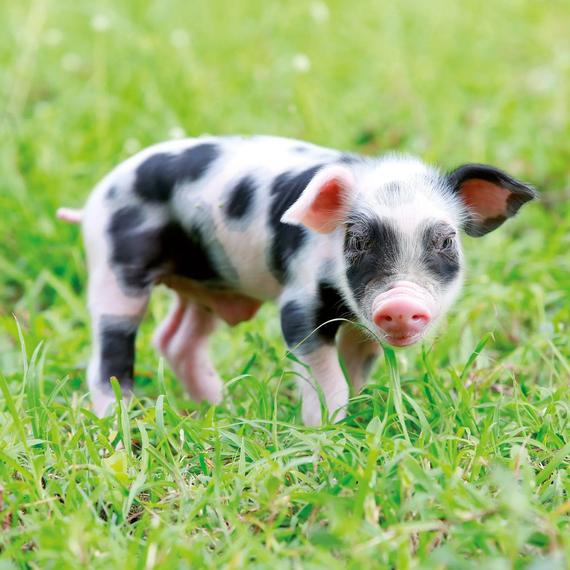 Bild: 9783959297141 | Schweinchen / Piggies 2027 | Kalender 2027 | Kalender | 28 S. | 2027