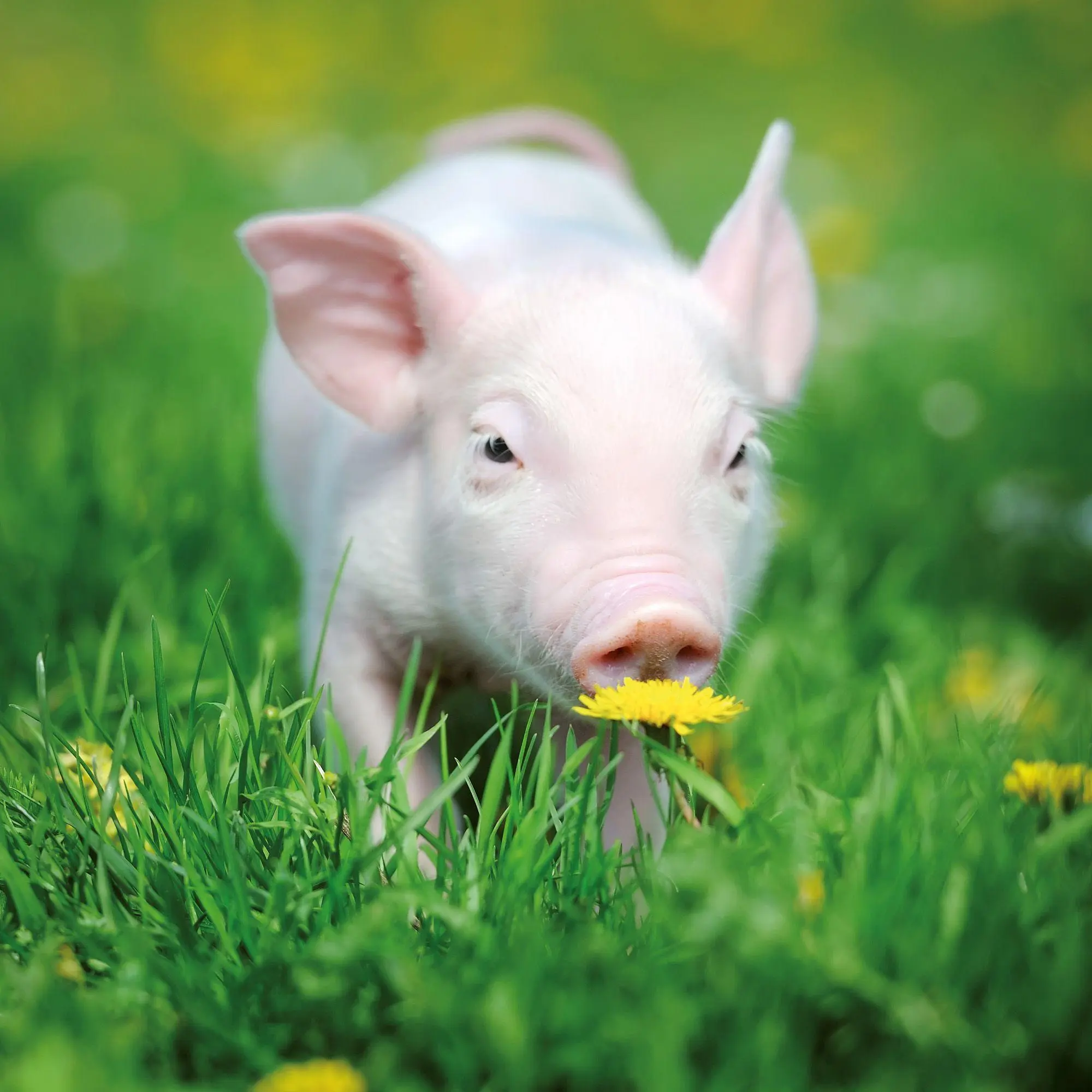 Bild: 9783959297141 | Schweinchen / Piggies 2027 | Kalender 2027 | Kalender | 28 S. | 2027