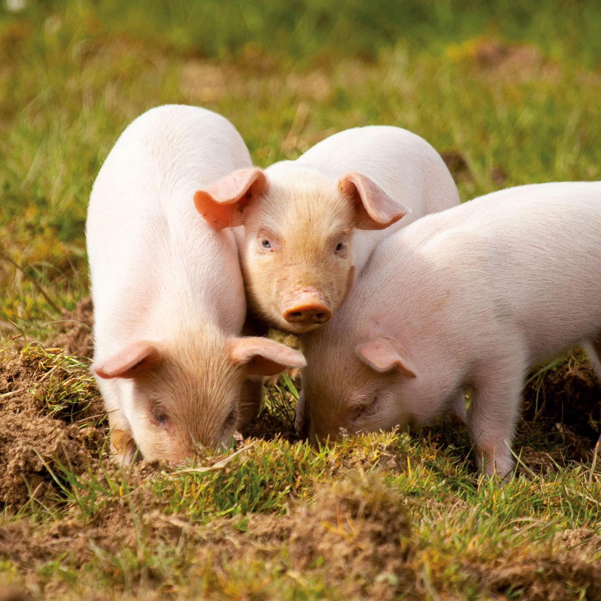 Bild: 9783959297141 | Schweinchen / Piggies 2027 | Kalender 2027 | Kalender | 28 S. | 2027