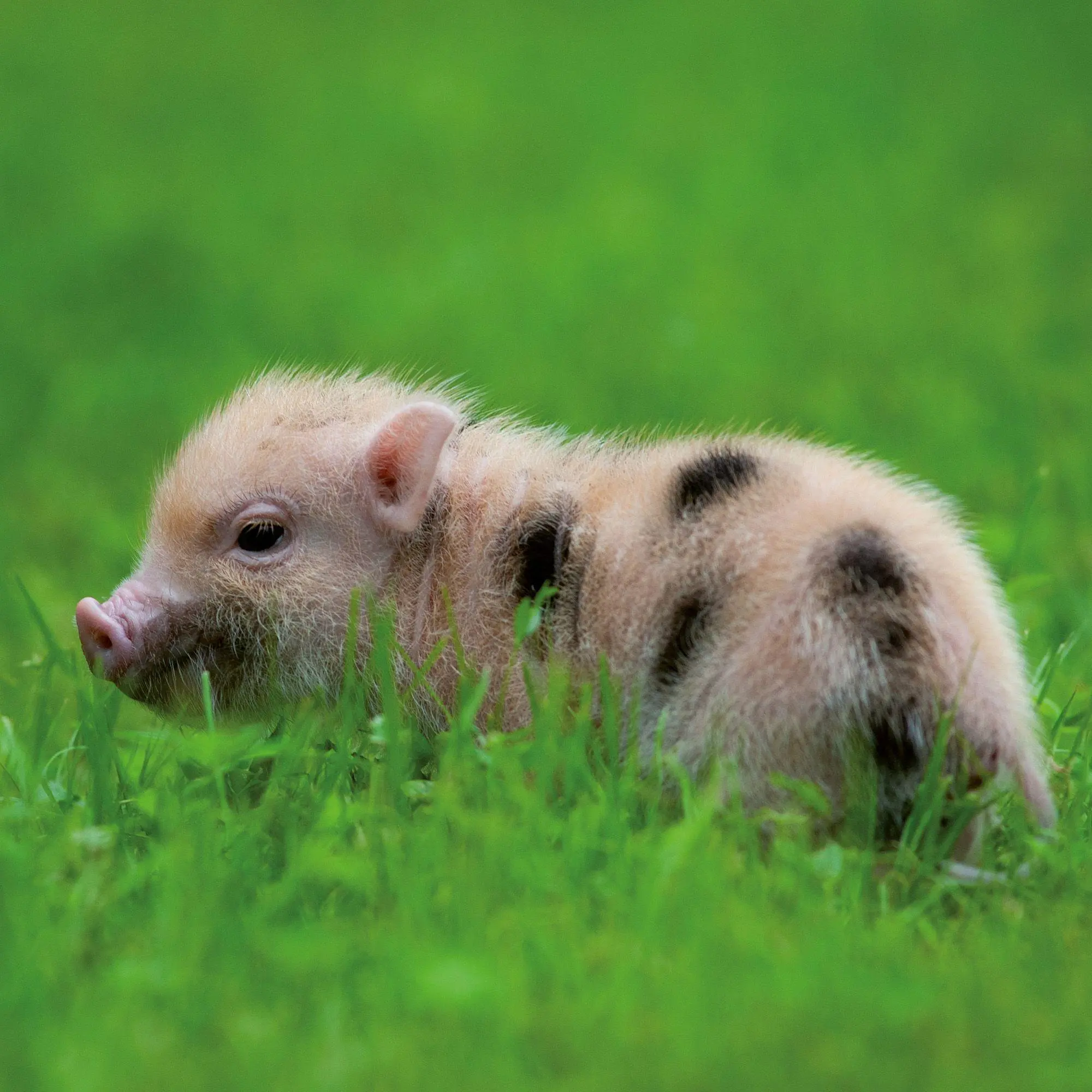 Bild: 9783959297141 | Schweinchen / Piggies 2027 | Kalender 2027 | Kalender | 28 S. | 2027