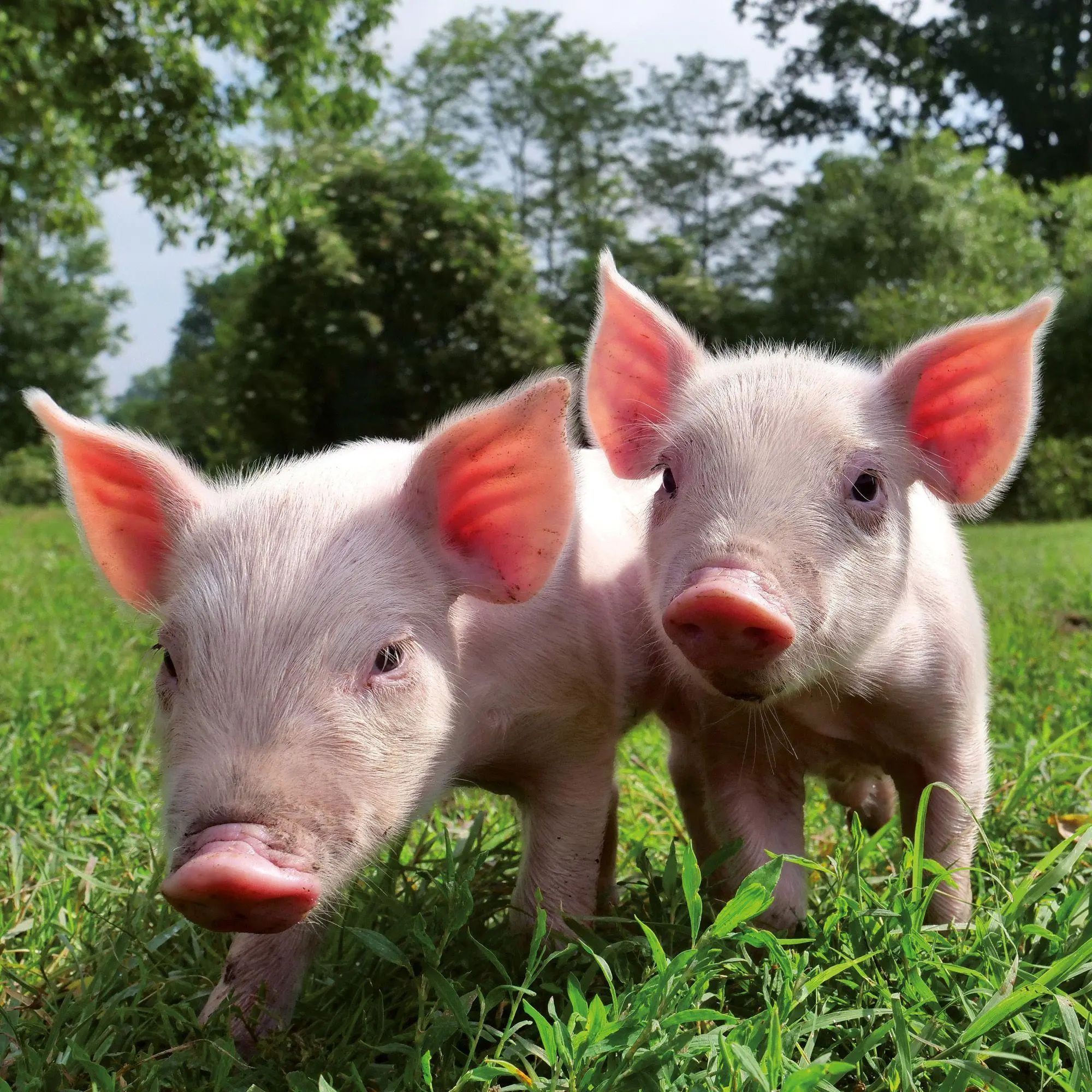 Bild: 9783959297141 | Schweinchen / Piggies 2027 | Kalender 2027 | Kalender | 28 S. | 2027