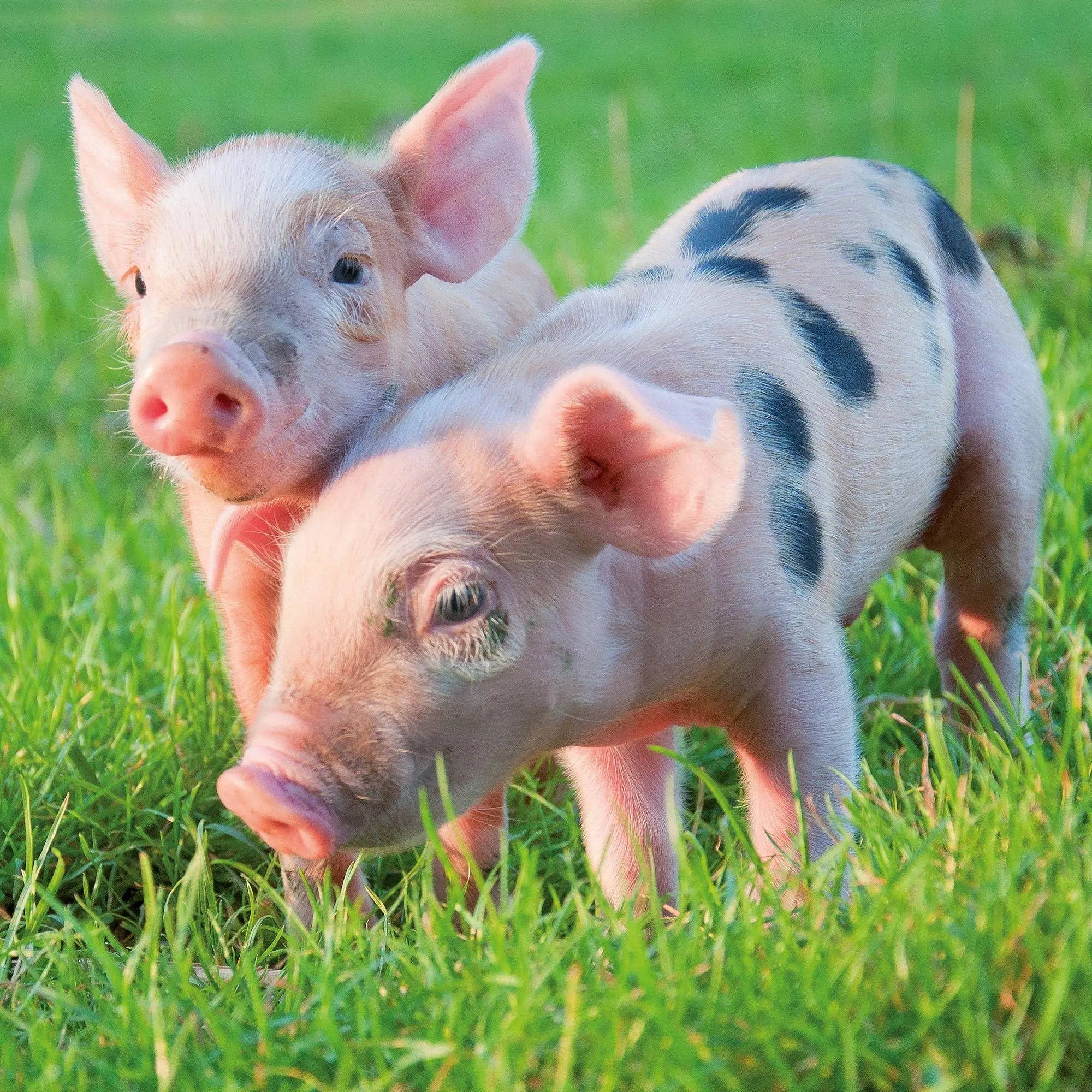 Bild: 9783959297141 | Schweinchen / Piggies 2027 | Kalender 2027 | Kalender | 28 S. | 2027