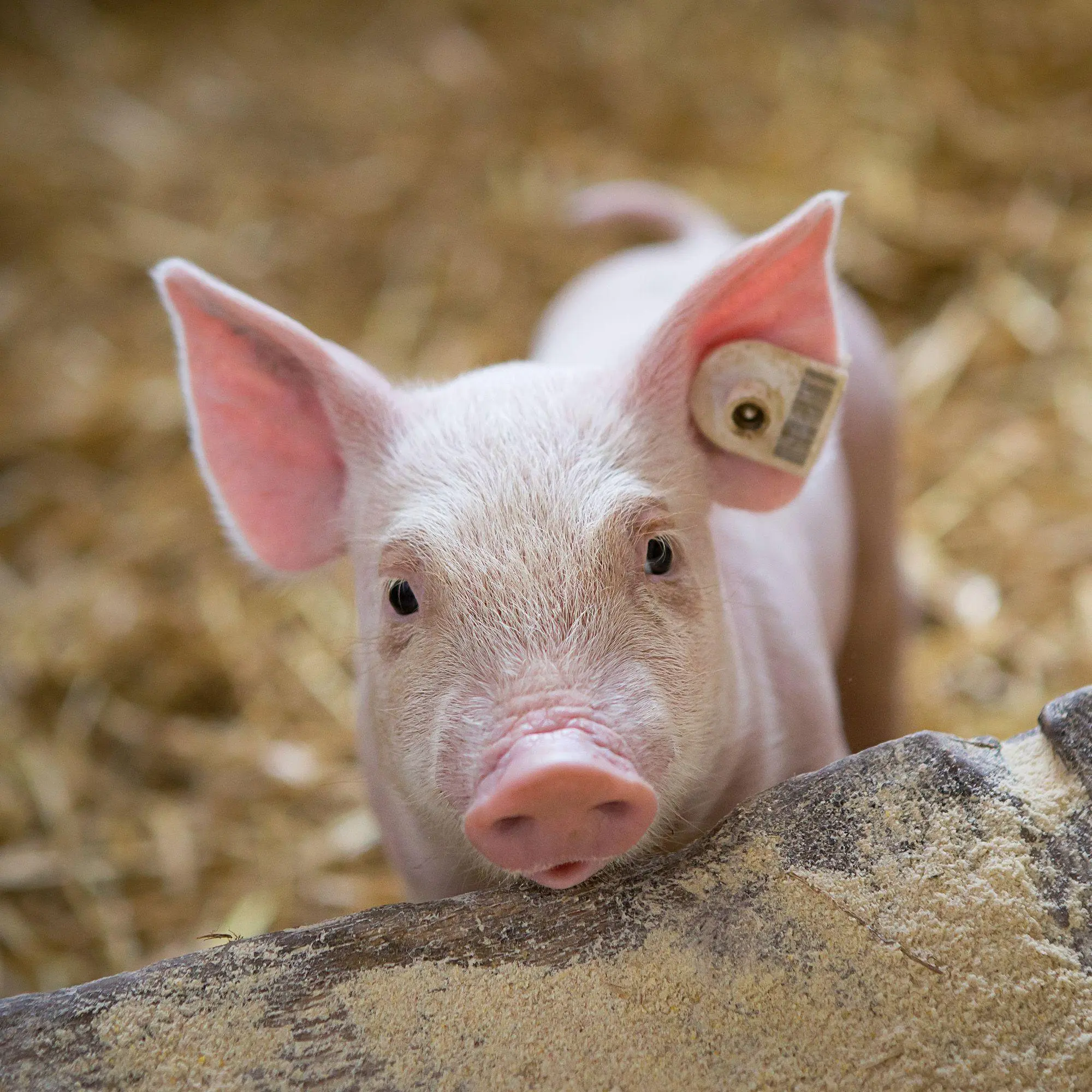 Bild: 9783959297141 | Schweinchen / Piggies 2027 | Kalender 2027 | Kalender | 28 S. | 2027
