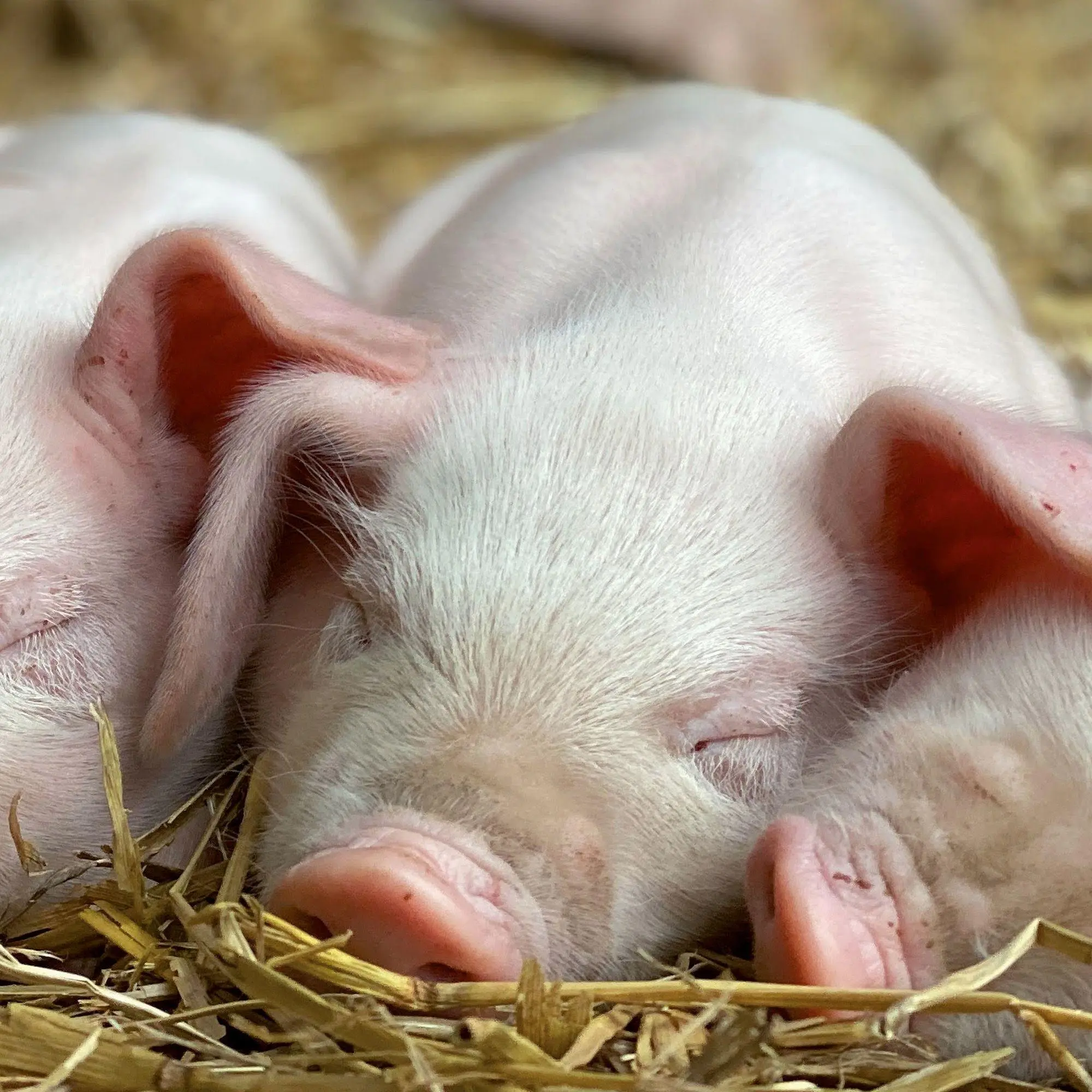 Bild: 9783959297141 | Schweinchen / Piggies 2027 | Kalender 2027 | Kalender | 28 S. | 2027