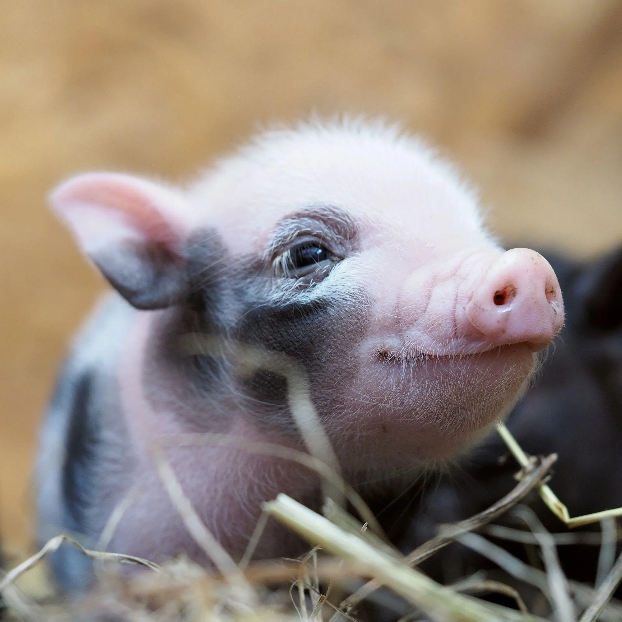 Bild: 9783959297141 | Schweinchen / Piggies 2027 | Kalender 2027 | Kalender | 28 S. | 2027