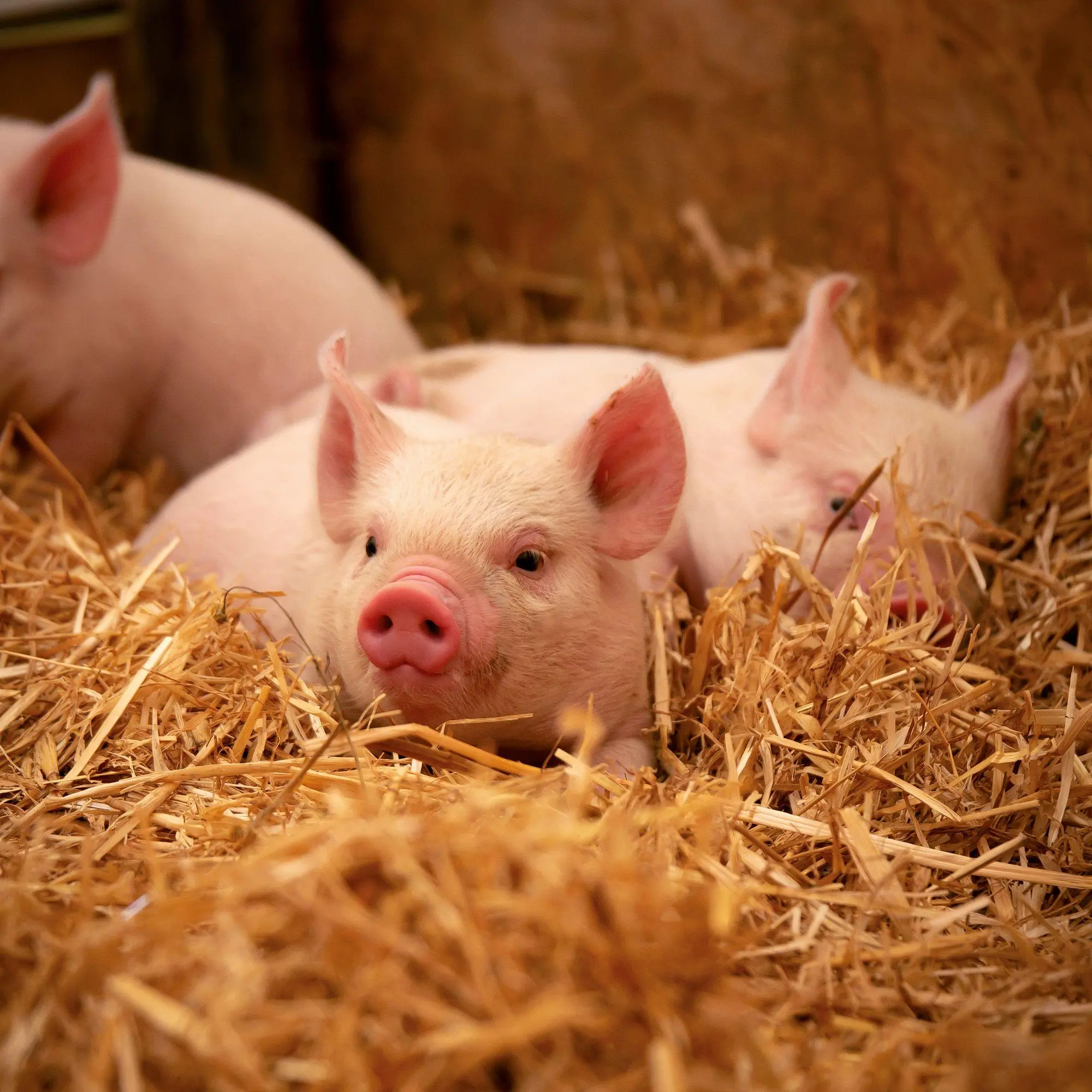 Bild: 9783959297141 | Schweinchen / Piggies 2027 | Kalender 2027 | Kalender | 28 S. | 2027