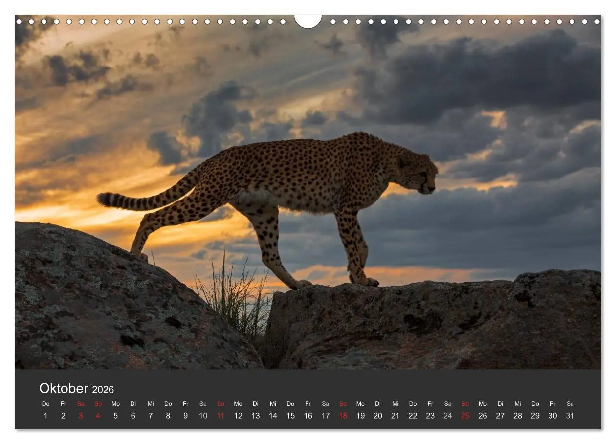 Bild: 9783457947241 | Geparden. Die eleganten Katzen. (Wandkalender 2026 DIN A3 quer),...