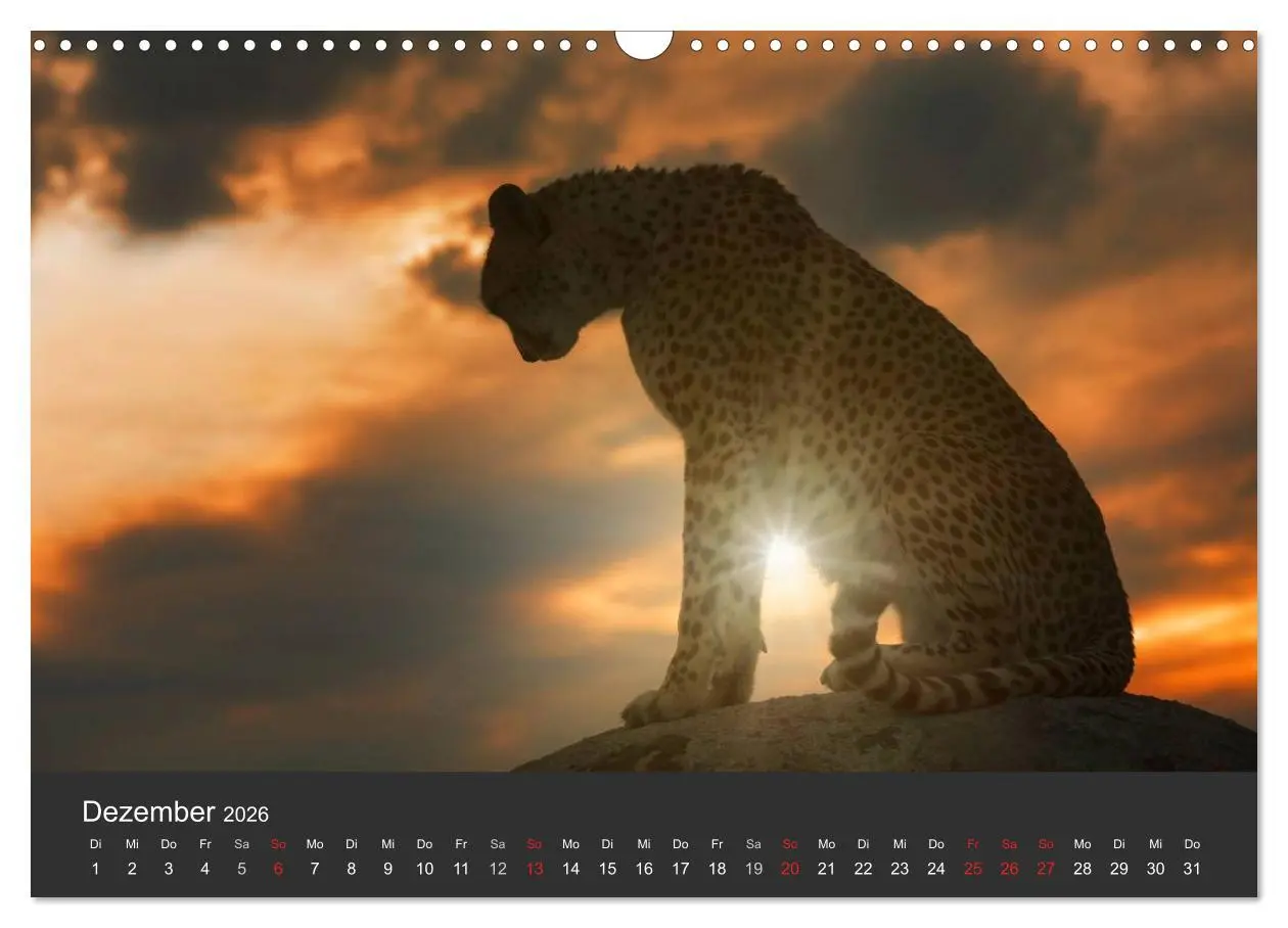 Bild: 9783457947241 | Geparden. Die eleganten Katzen. (Wandkalender 2026 DIN A3 quer),...