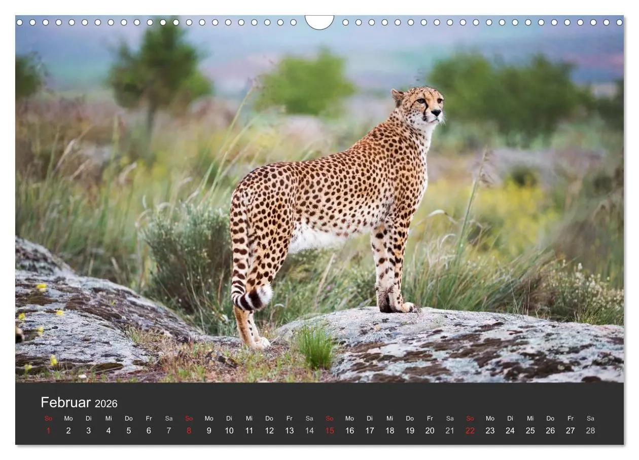 Bild: 9783457947241 | Geparden. Die eleganten Katzen. (Wandkalender 2026 DIN A3 quer),...