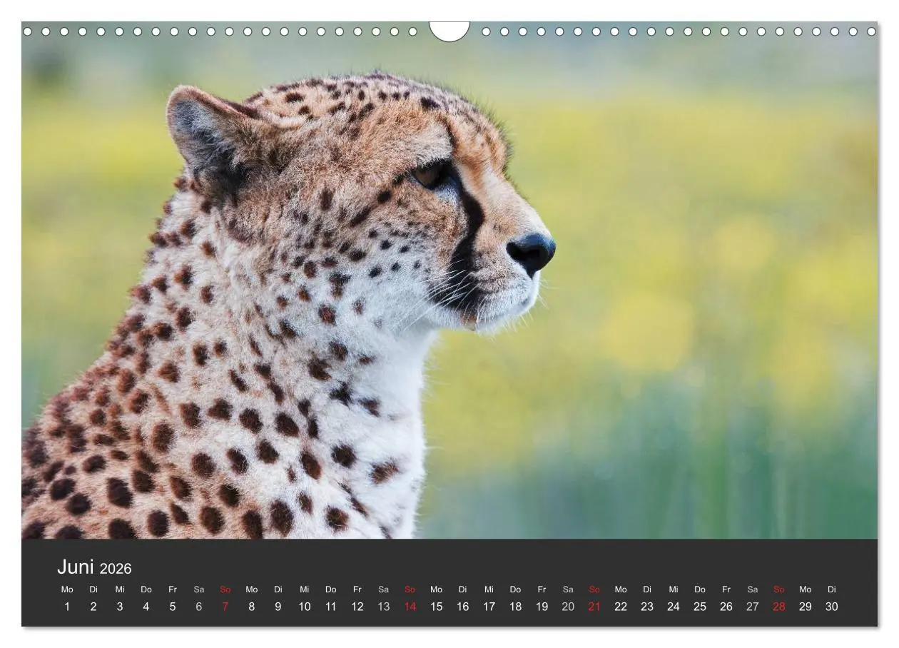 Bild: 9783457947241 | Geparden. Die eleganten Katzen. (Wandkalender 2026 DIN A3 quer),...