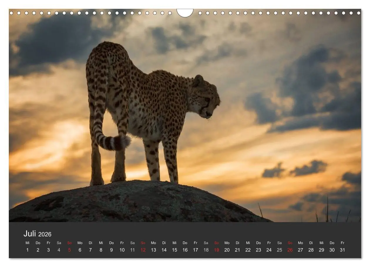Bild: 9783457947241 | Geparden. Die eleganten Katzen. (Wandkalender 2026 DIN A3 quer),...