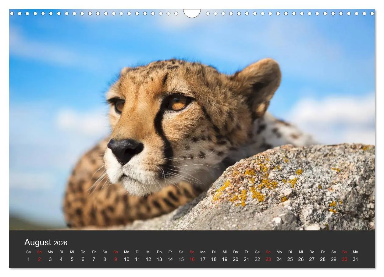 Bild: 9783457947241 | Geparden. Die eleganten Katzen. (Wandkalender 2026 DIN A3 quer),...