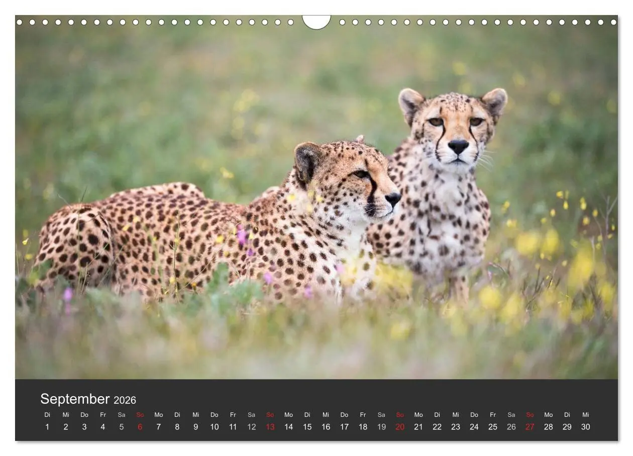 Bild: 9783457947241 | Geparden. Die eleganten Katzen. (Wandkalender 2026 DIN A3 quer),...