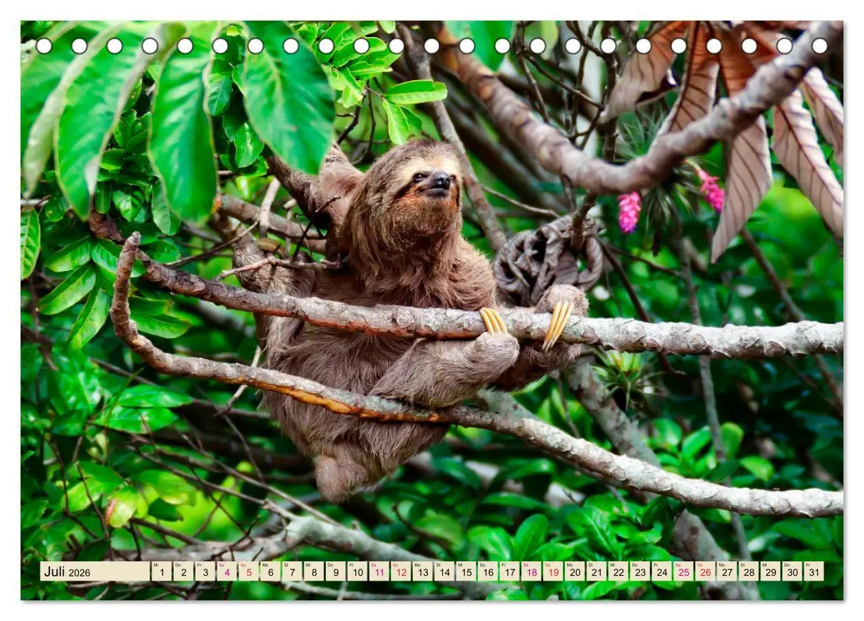 Bild: 9783457937341 | Abhängen - Faultier (Tischkalender 2026 DIN A5 quer), CALVENDO...