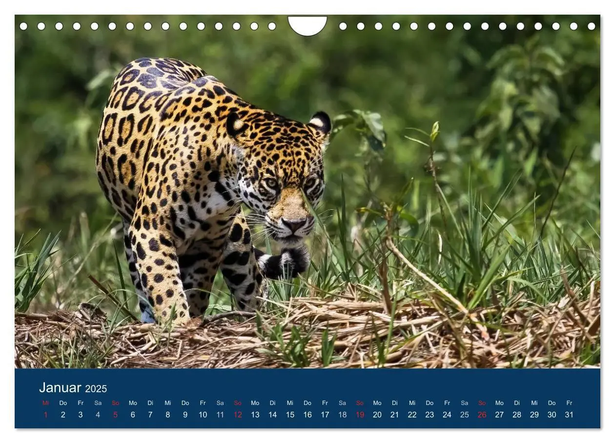 Bild: 9783435687541 | Brasilien tierisch gut 2025 (Wandkalender 2025 DIN A4 quer),...