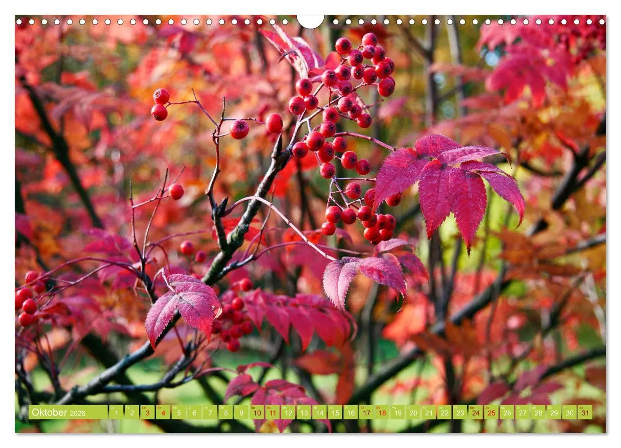 Bild: 9783457607541 | Natur, die bezaubert (Wandkalender 2026 DIN A3 quer), CALVENDO...