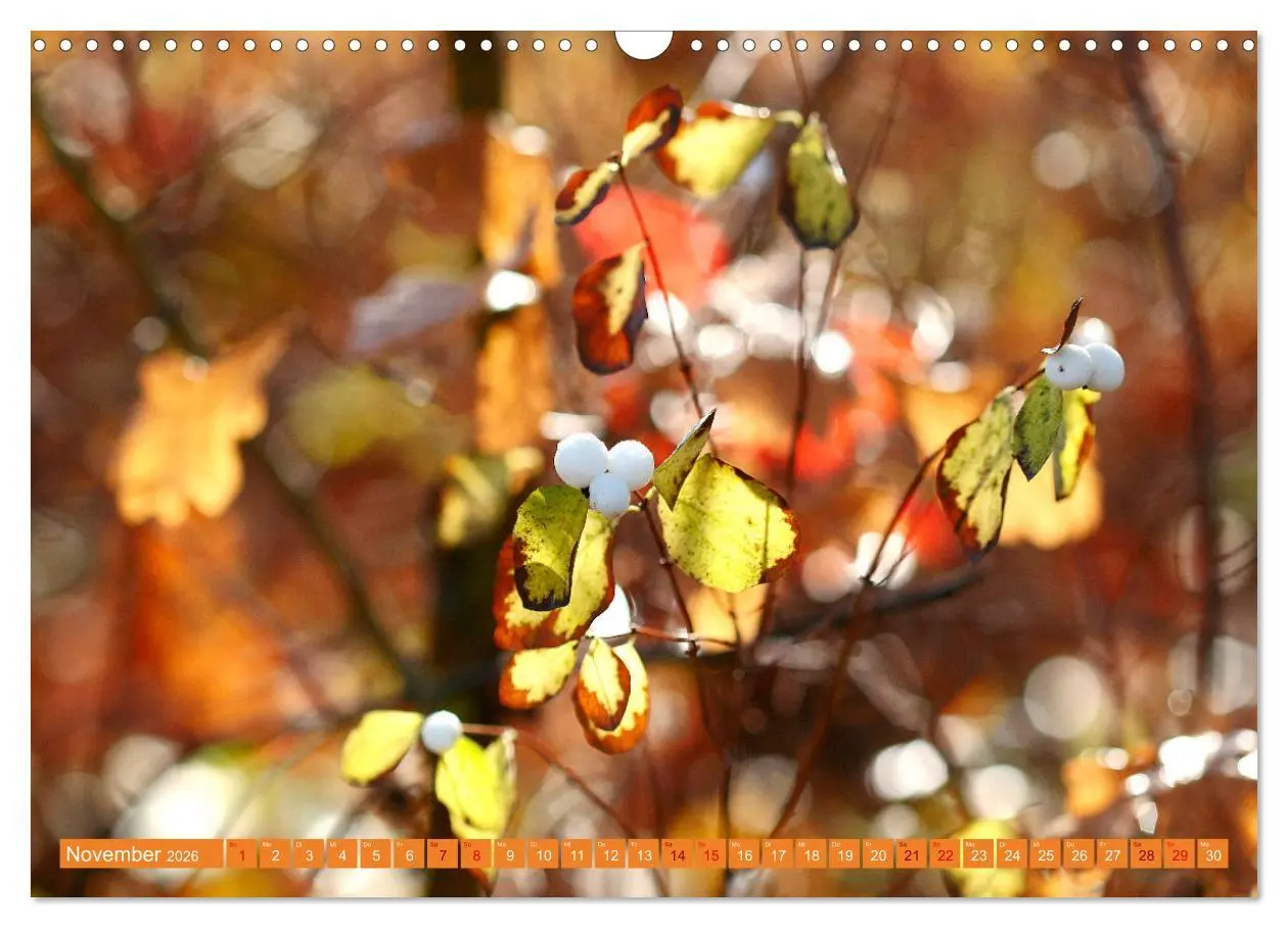 Bild: 9783457607541 | Natur, die bezaubert (Wandkalender 2026 DIN A3 quer), CALVENDO...
