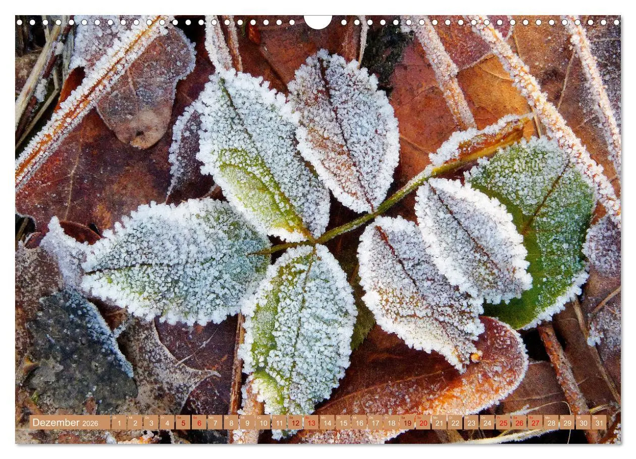 Bild: 9783457607541 | Natur, die bezaubert (Wandkalender 2026 DIN A3 quer), CALVENDO...