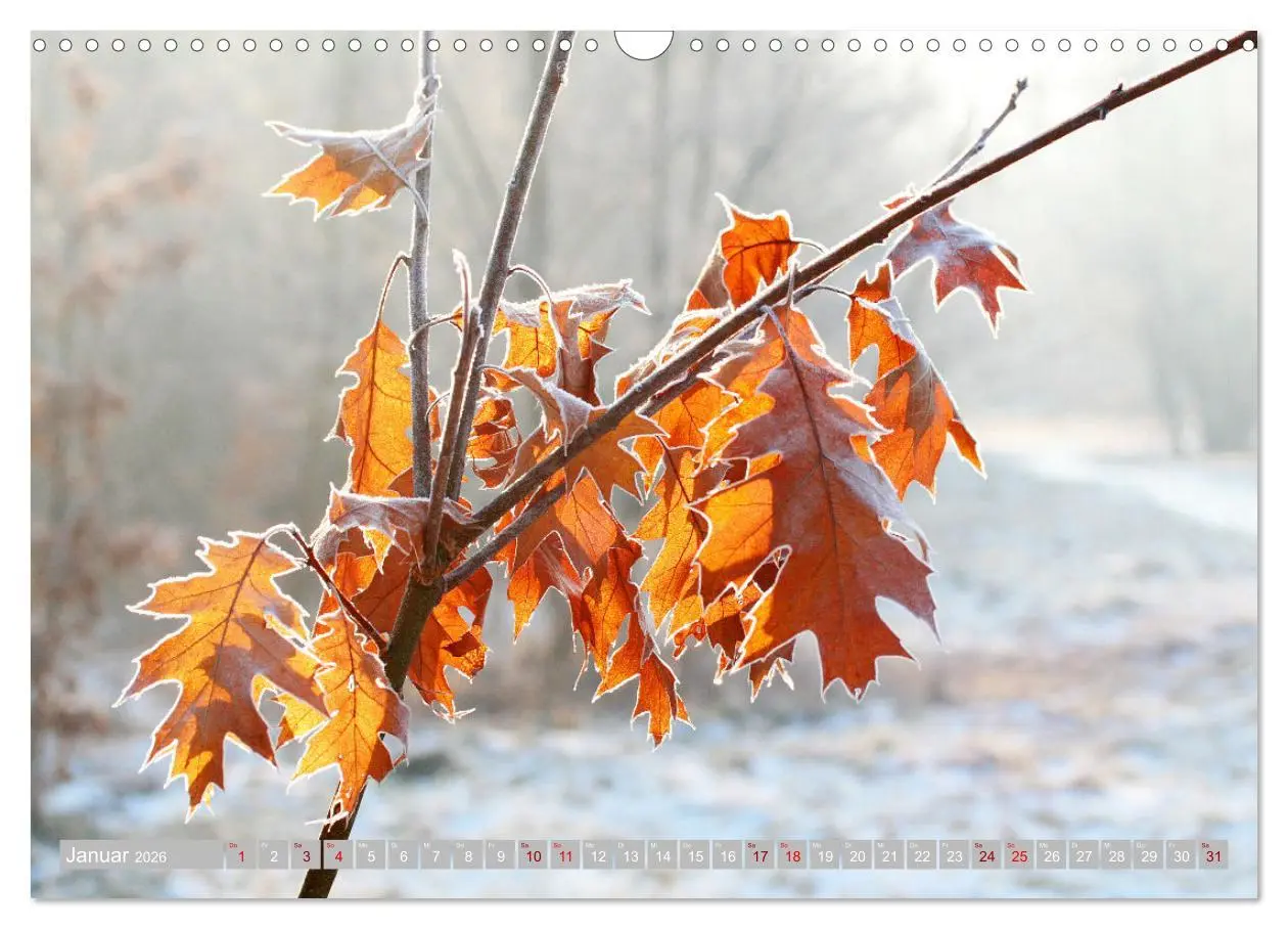 Bild: 9783457607541 | Natur, die bezaubert (Wandkalender 2026 DIN A3 quer), CALVENDO...