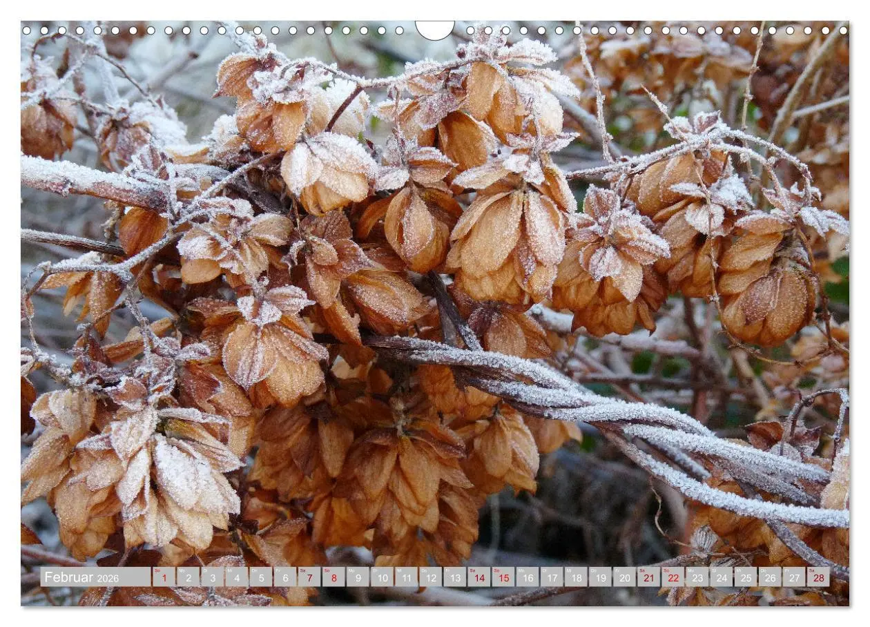 Bild: 9783457607541 | Natur, die bezaubert (Wandkalender 2026 DIN A3 quer), CALVENDO...