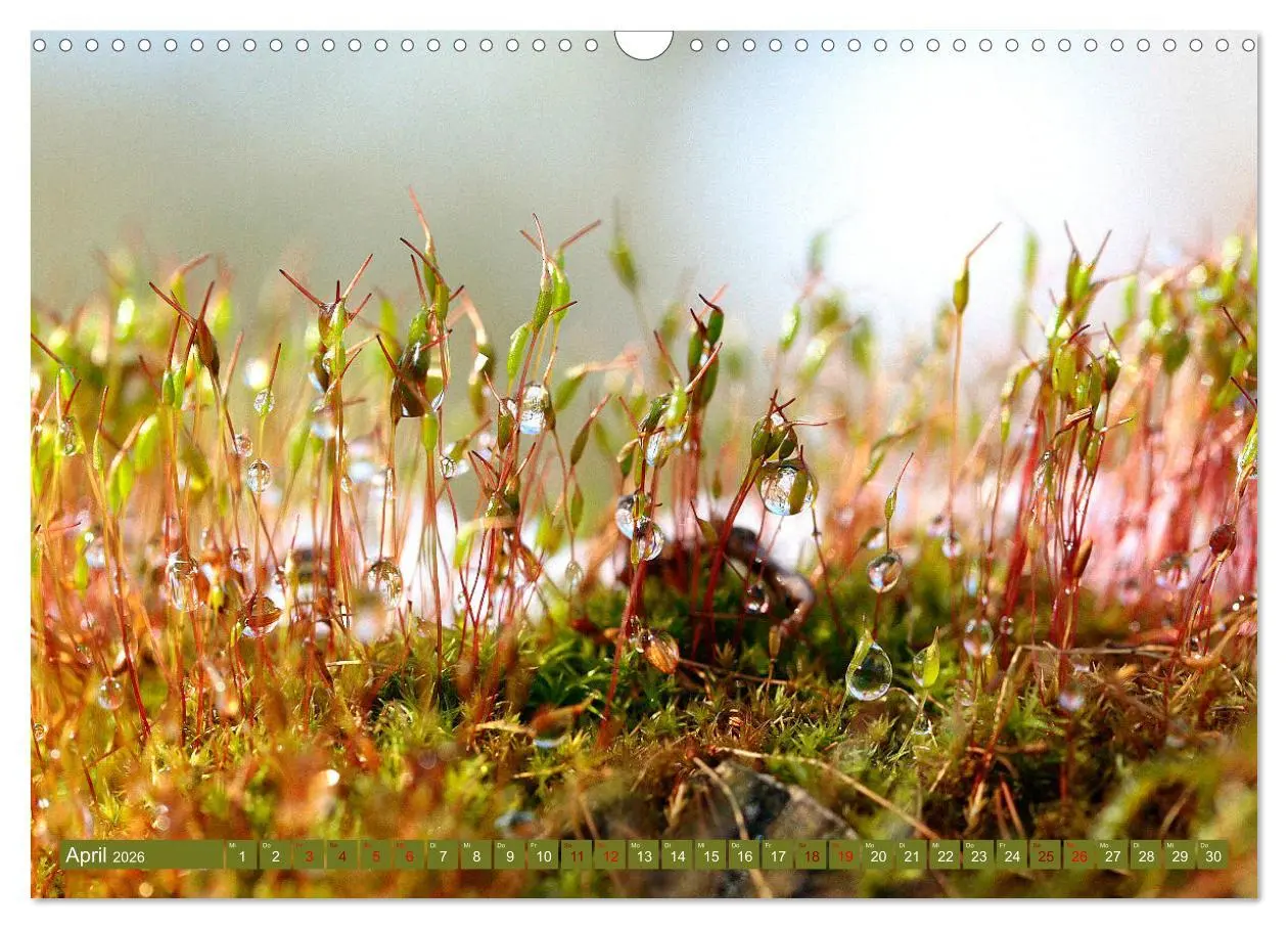 Bild: 9783457607541 | Natur, die bezaubert (Wandkalender 2026 DIN A3 quer), CALVENDO...