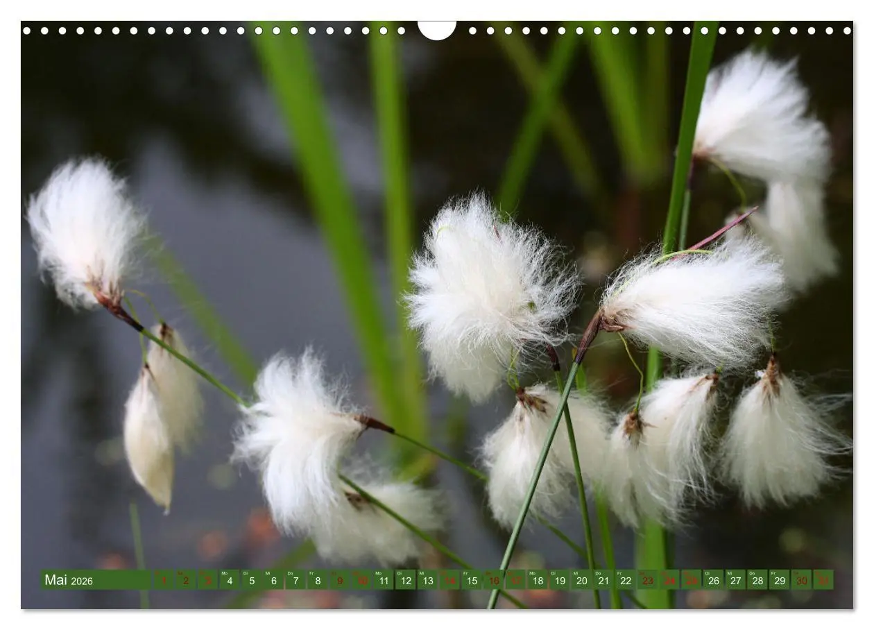 Bild: 9783457607541 | Natur, die bezaubert (Wandkalender 2026 DIN A3 quer), CALVENDO...