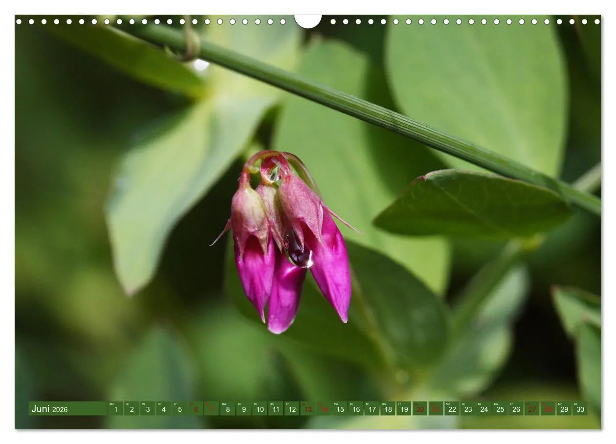 Bild: 9783457607541 | Natur, die bezaubert (Wandkalender 2026 DIN A3 quer), CALVENDO...
