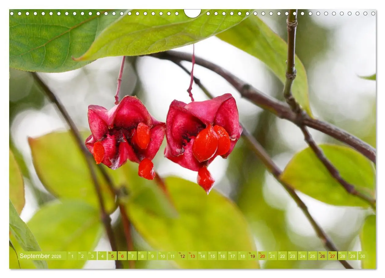 Bild: 9783457607541 | Natur, die bezaubert (Wandkalender 2026 DIN A3 quer), CALVENDO...