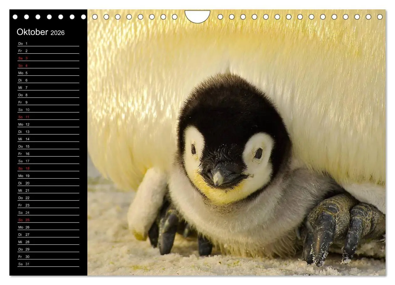 Bild: 9783516097641 | Pinguine - Kaiser- und Königspinguine (Wandkalender 2026 DIN A4...