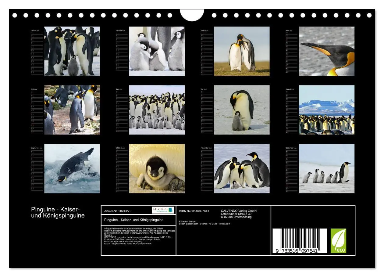 Bild: 9783516097641 | Pinguine - Kaiser- und Königspinguine (Wandkalender 2026 DIN A4...