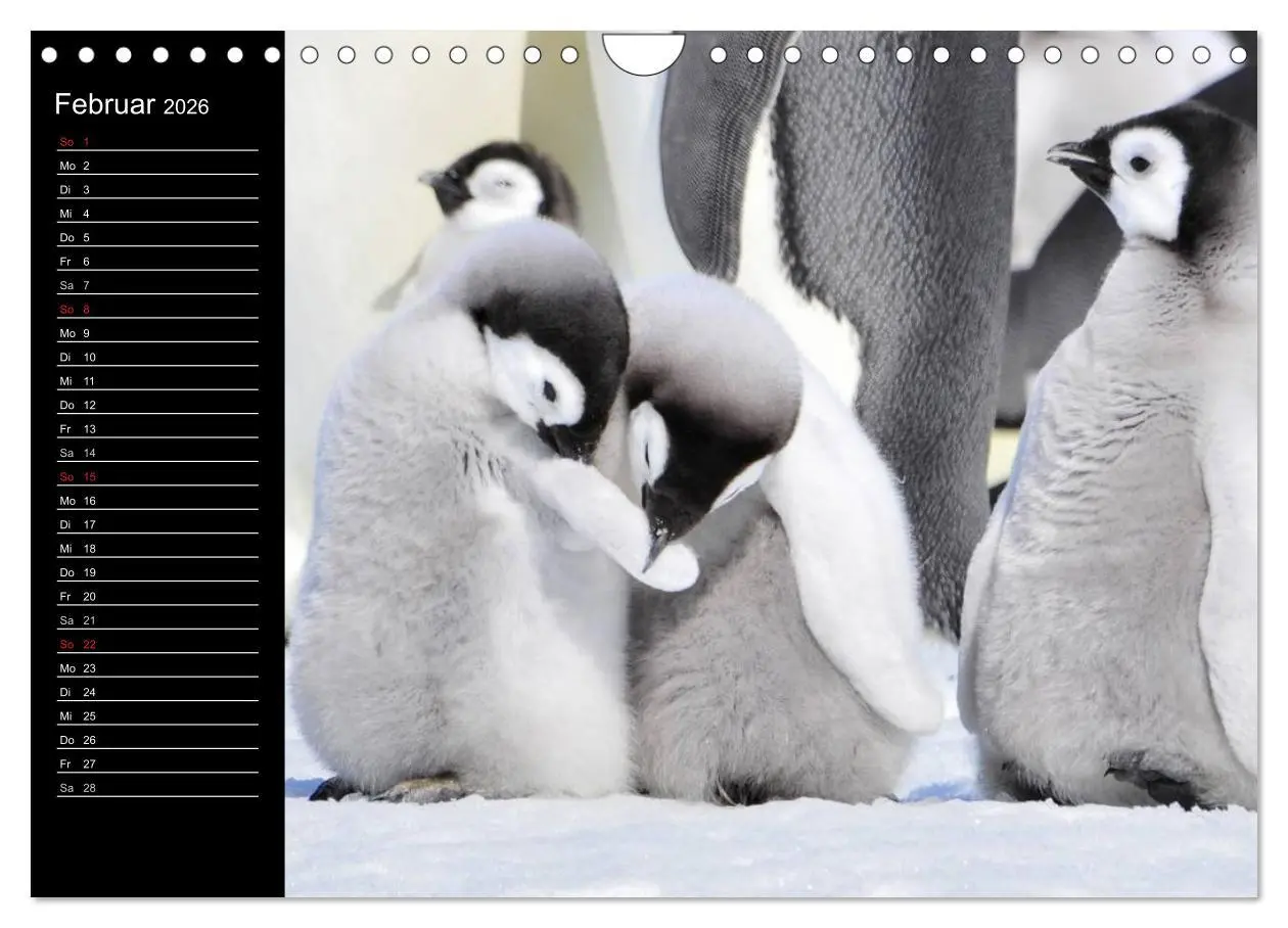 Bild: 9783516097641 | Pinguine - Kaiser- und Königspinguine (Wandkalender 2026 DIN A4...