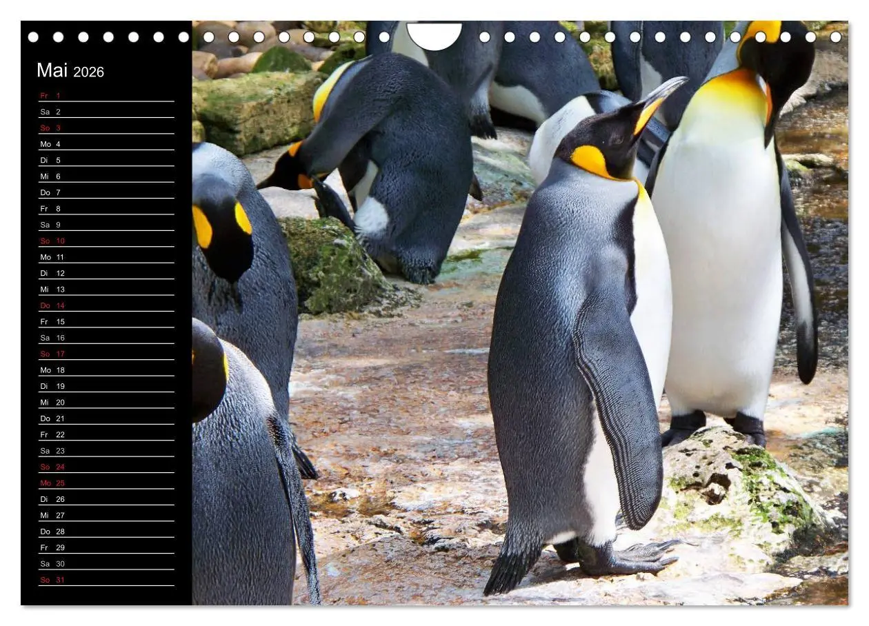 Bild: 9783516097641 | Pinguine - Kaiser- und Königspinguine (Wandkalender 2026 DIN A4...