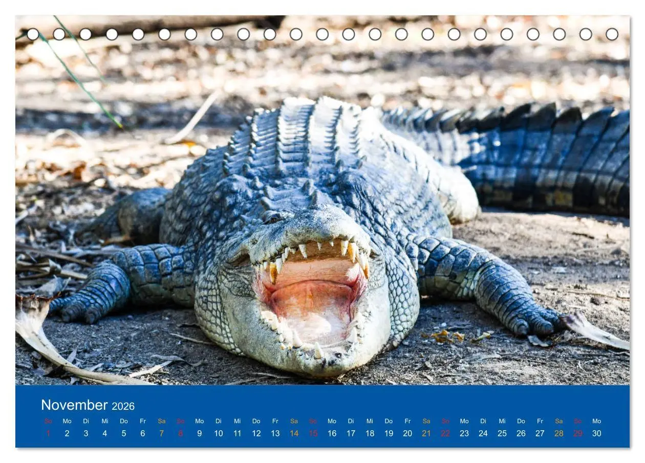 Bild: 9783457757741 | Australien, tierischer Kontinent (Tischkalender 2026 DIN A5 quer),...