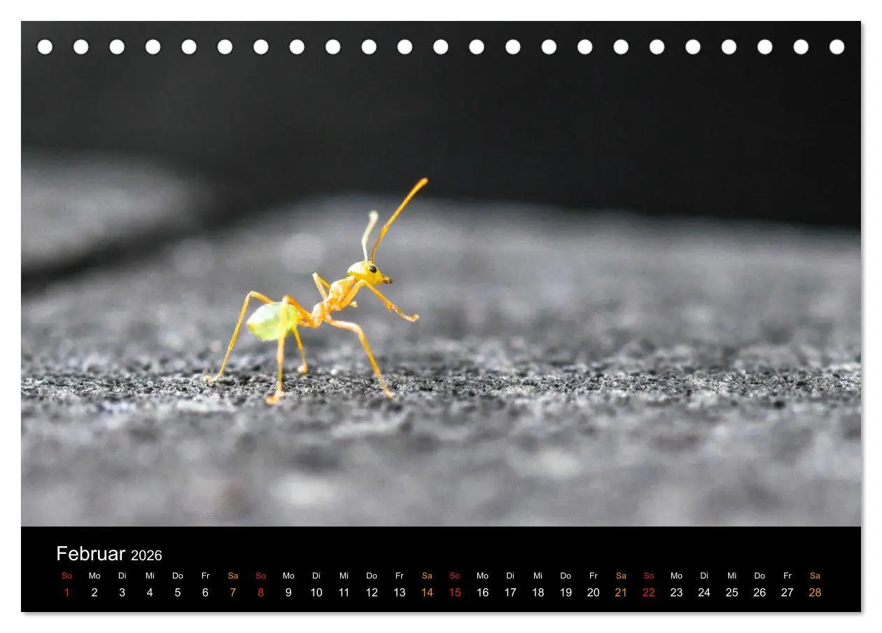 Bild: 9783457757741 | Australien, tierischer Kontinent (Tischkalender 2026 DIN A5 quer),...