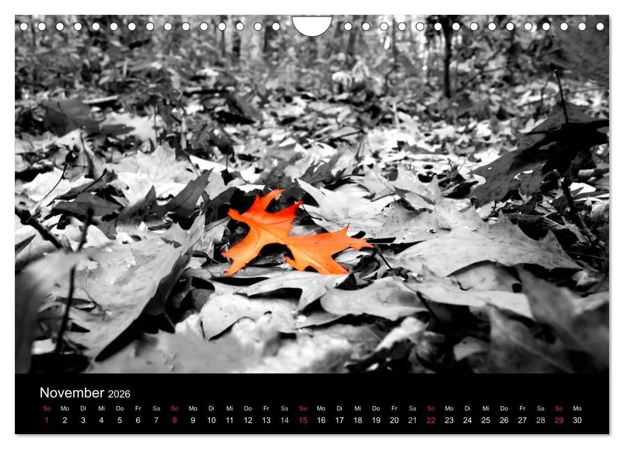 Bild: 9783516157741 | schwarz/weiß trifft farbe (Wandkalender 2026 DIN A4 quer), CALVENDO...