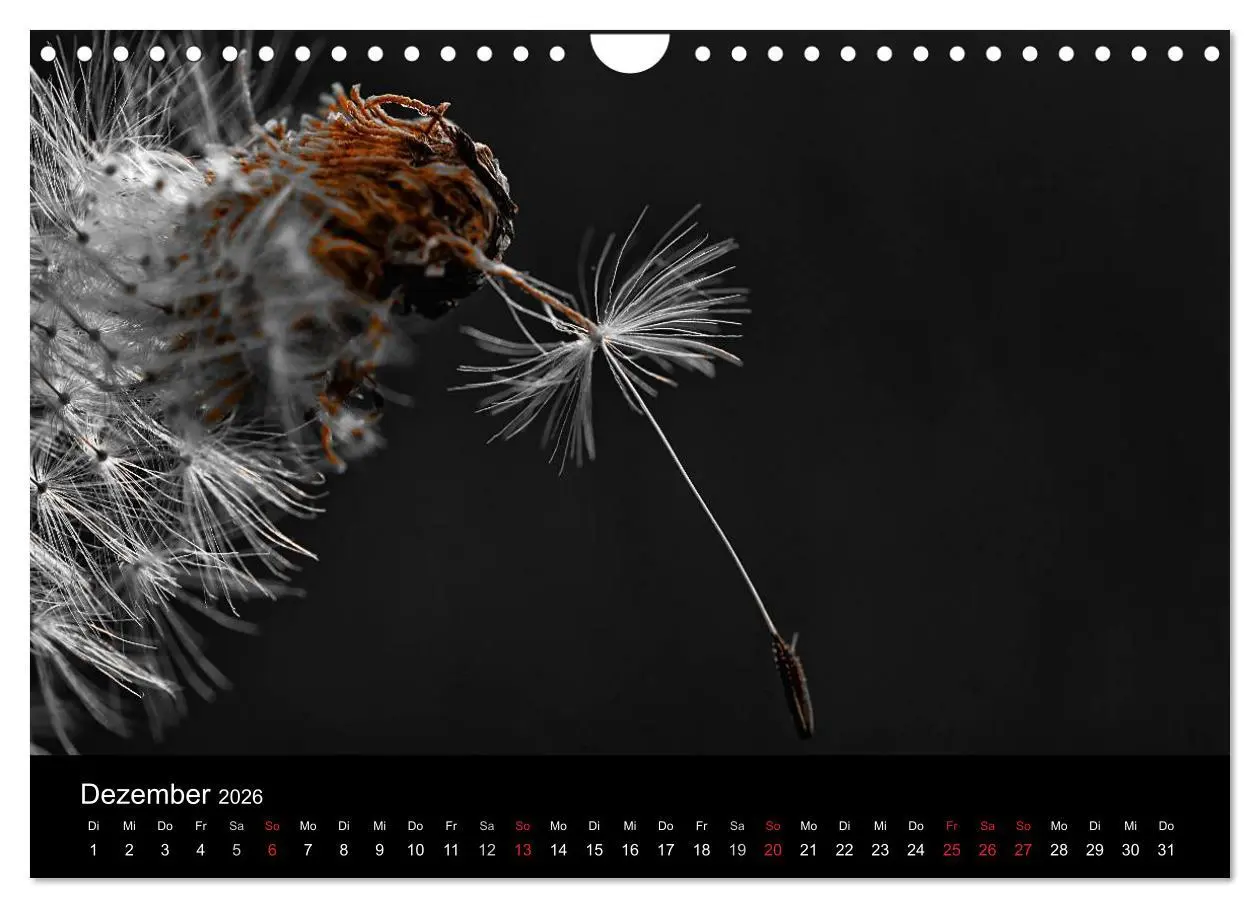 Bild: 9783516157741 | schwarz/weiß trifft farbe (Wandkalender 2026 DIN A4 quer), CALVENDO...